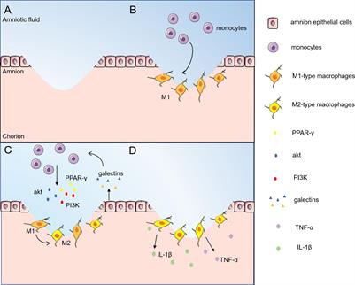 Possible important roles of galectins in the healing of human fetal membranes